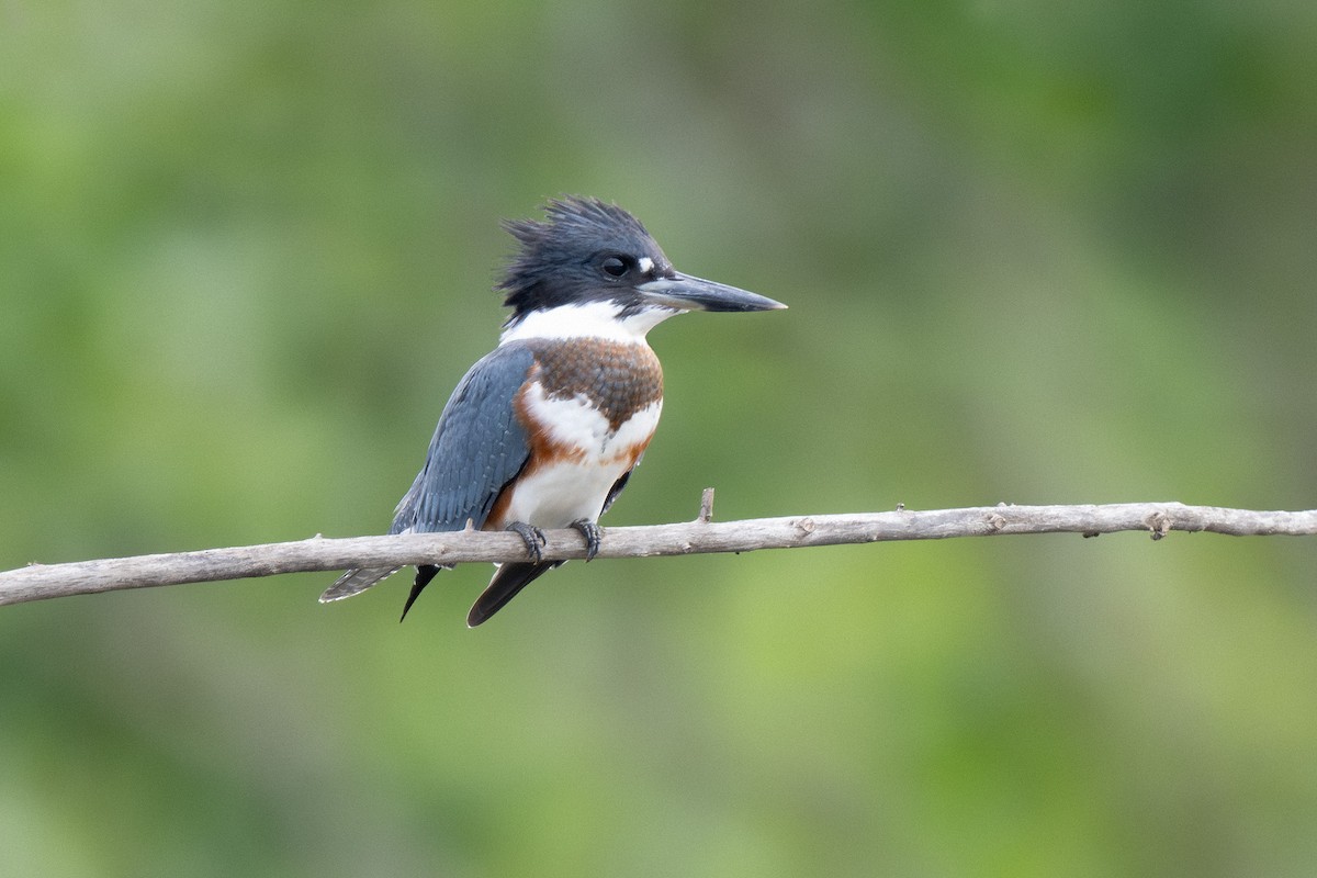 Belted Kingfisher - ML621190968