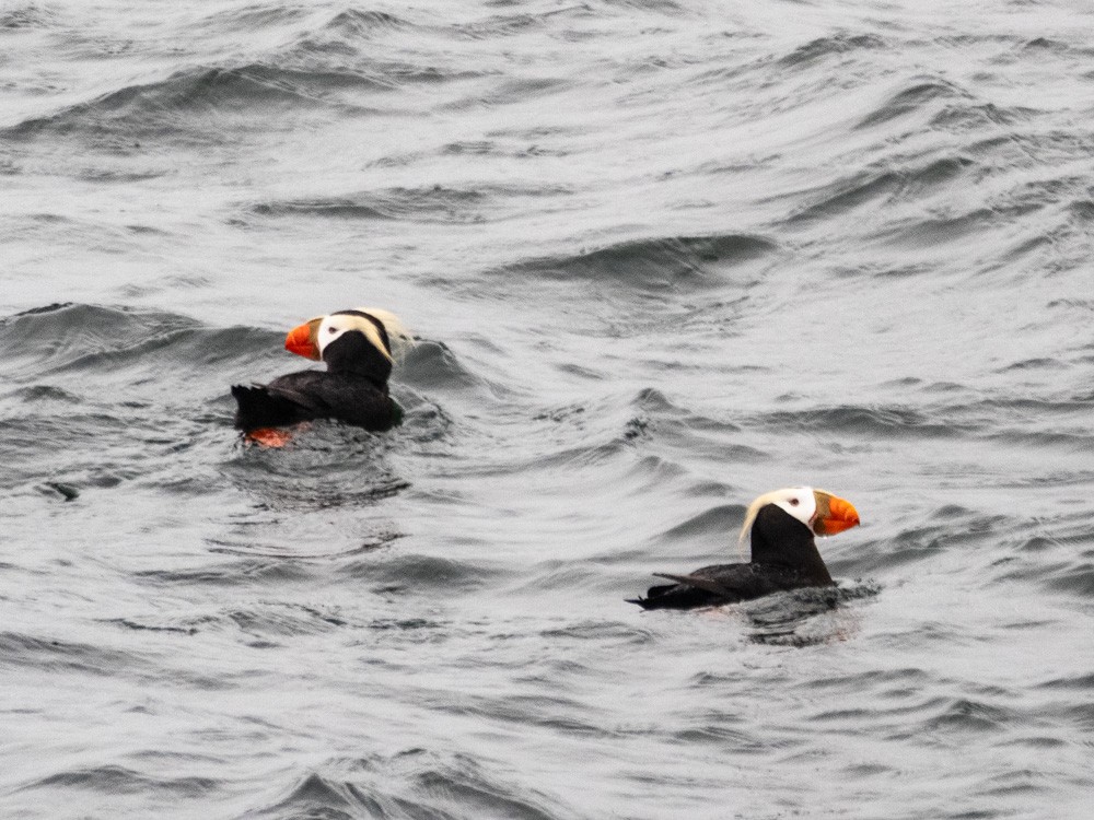Tufted Puffin - ML621190972