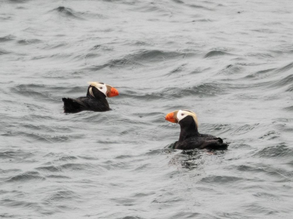 Tufted Puffin - ML621190973