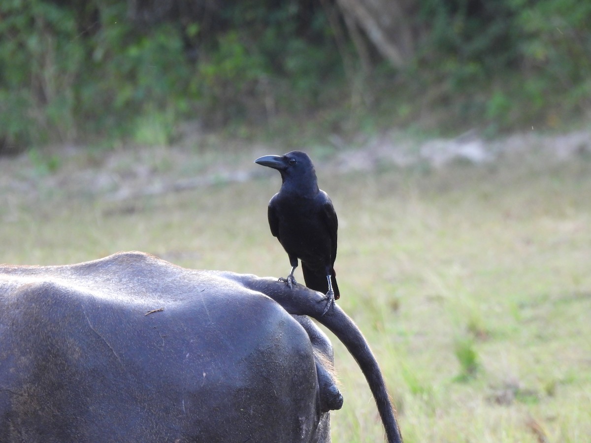 Large-billed Crow - ML621190974