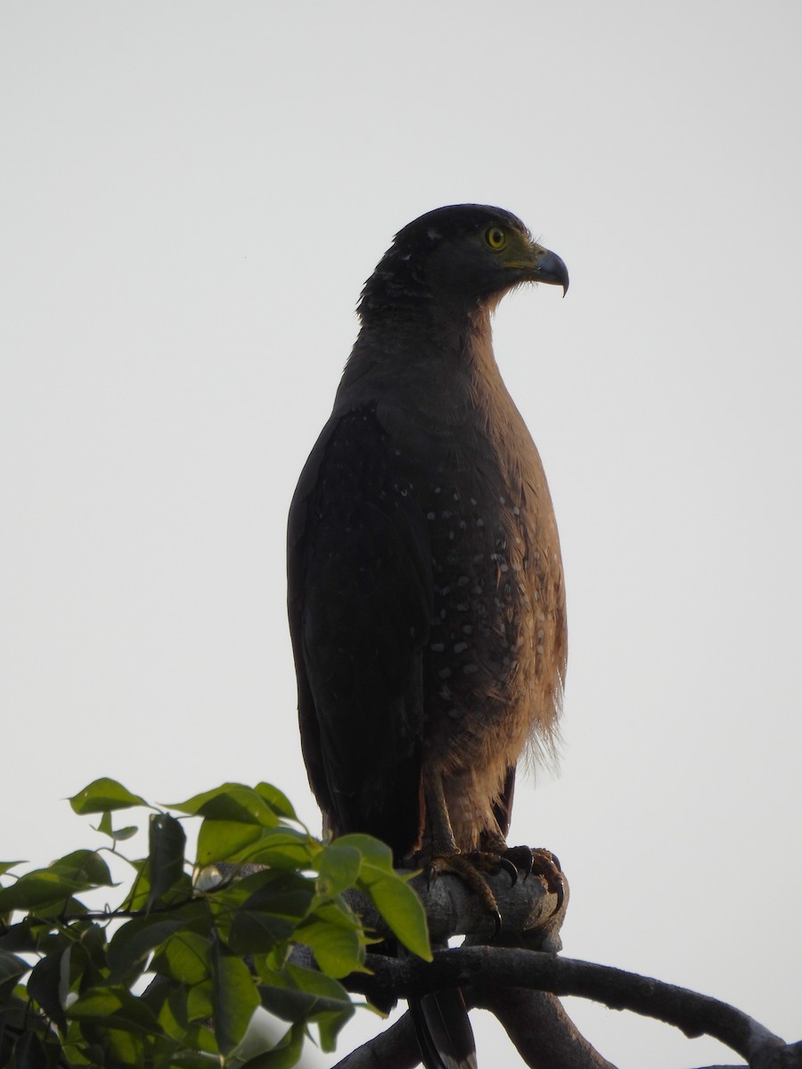 Crested Serpent-Eagle - ML621190980