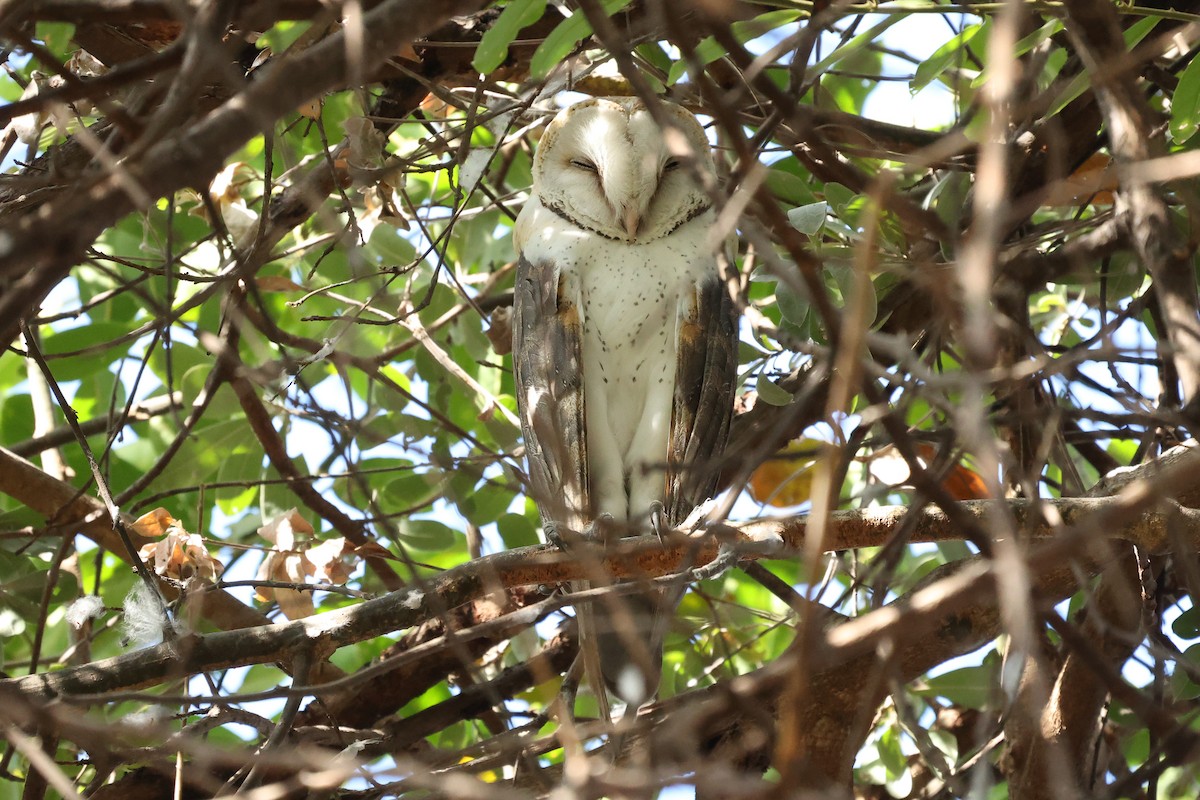 Barn Owl (African) - ML621190998