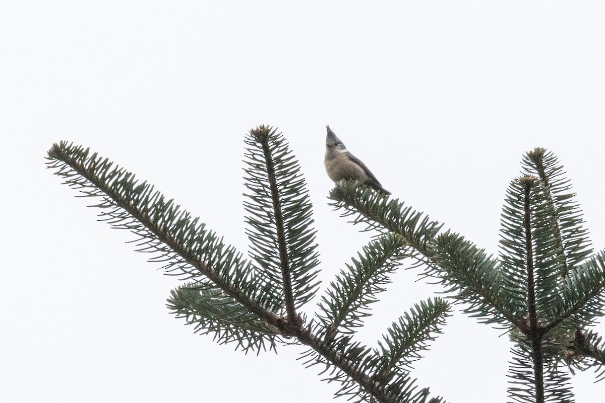 Gray-crested Tit - ML621191002