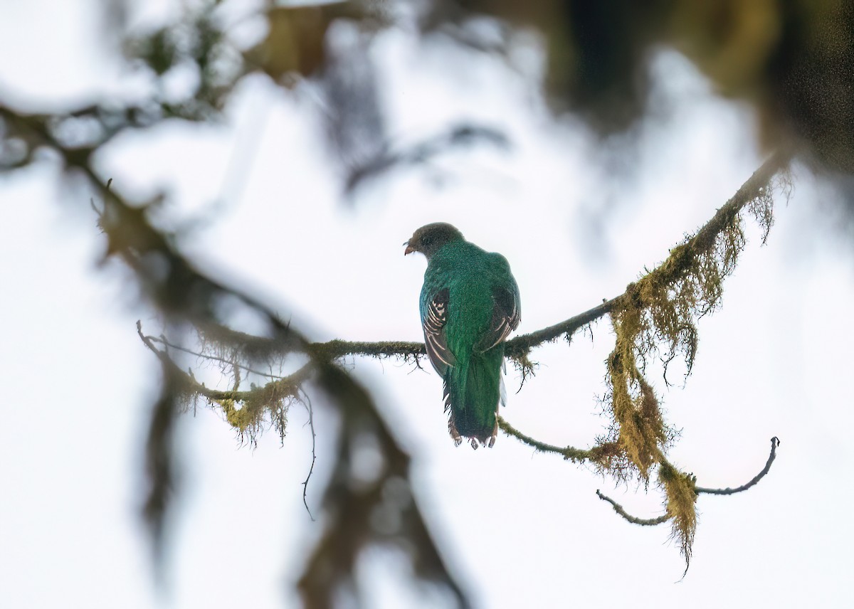 Crested Quetzal - ML621191005