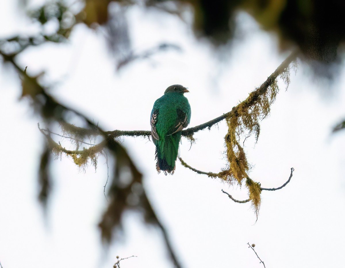 Crested Quetzal - ML621191006