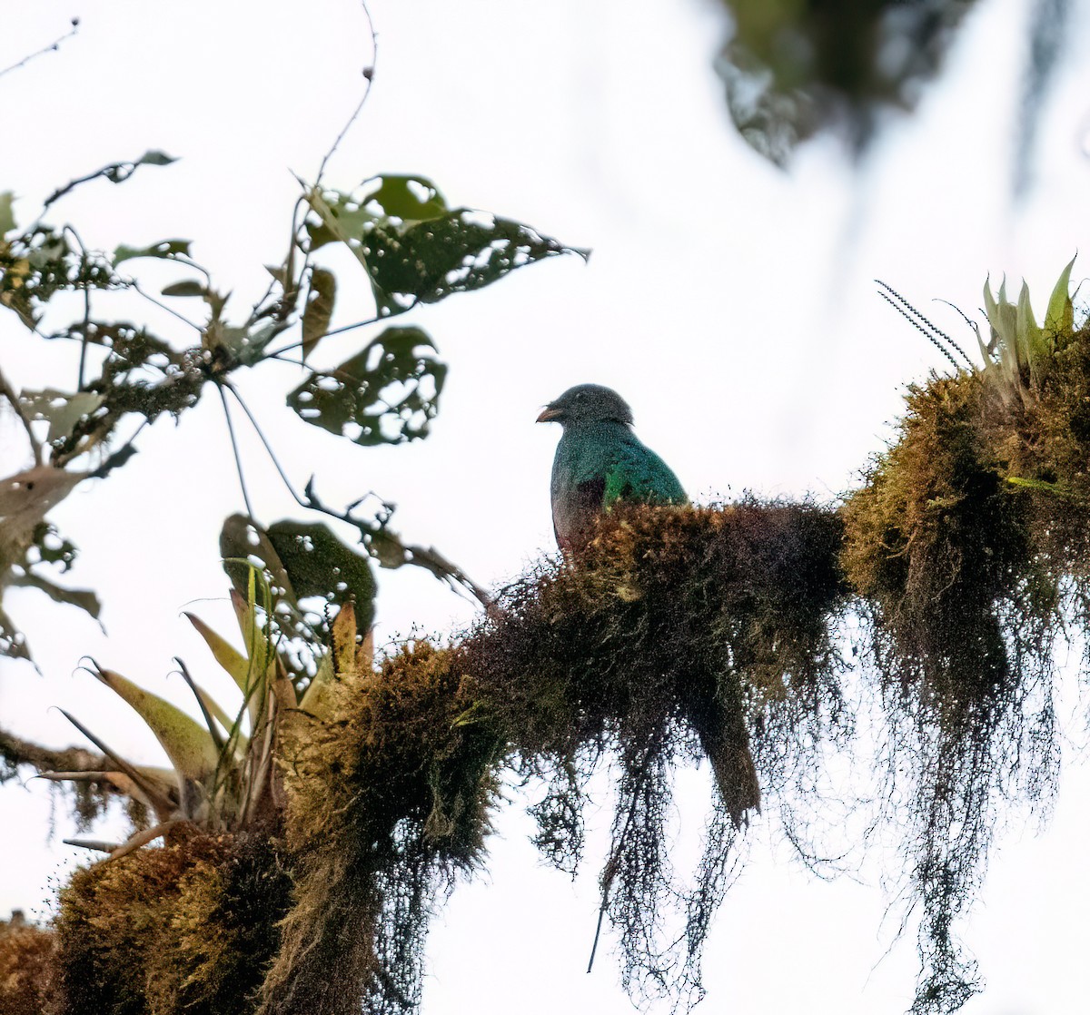 Crested Quetzal - ML621191007