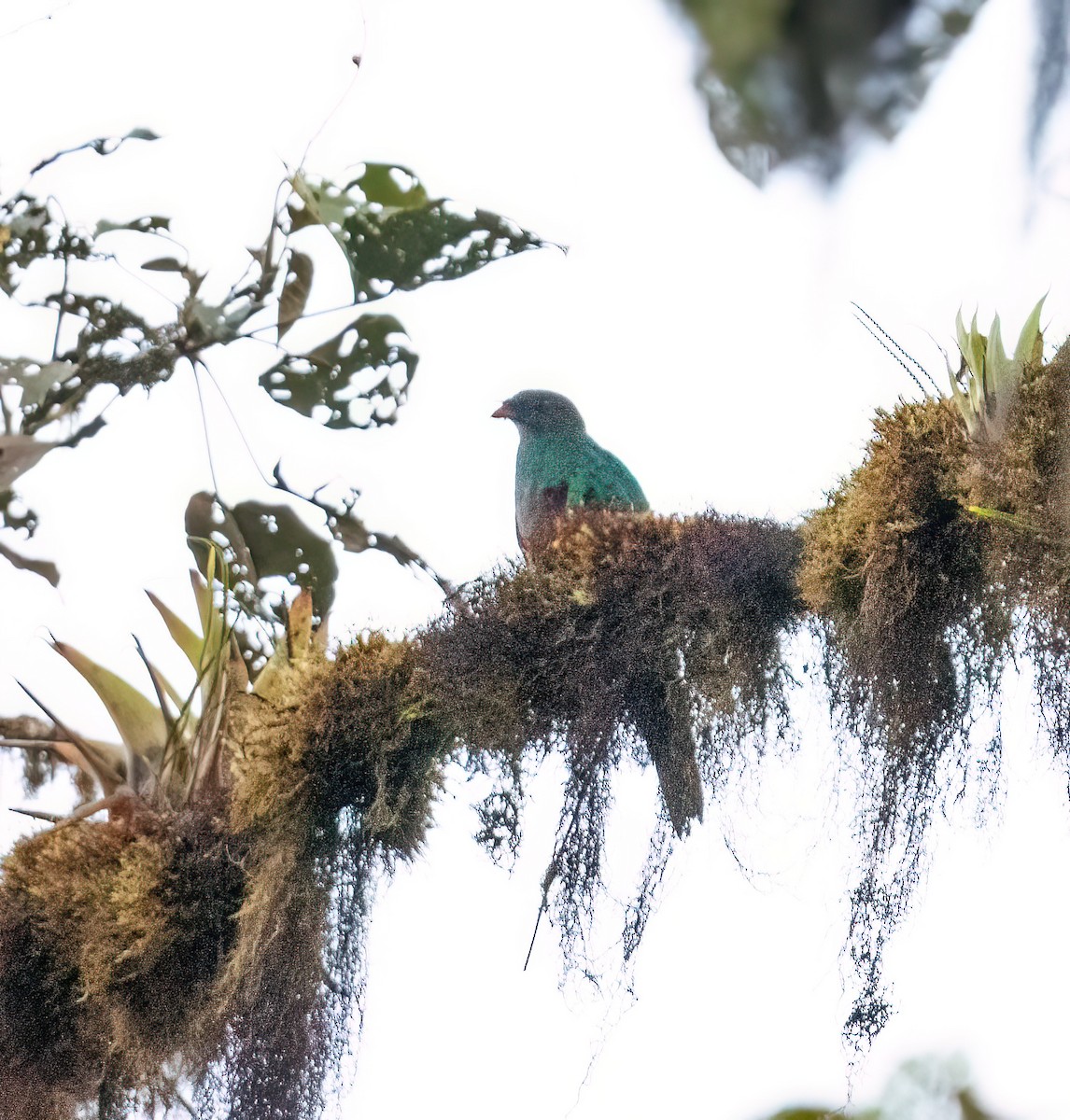 Crested Quetzal - ML621191008