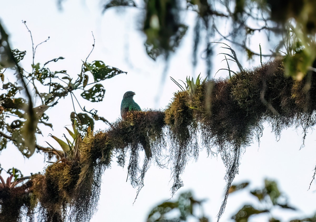Crested Quetzal - ML621191009