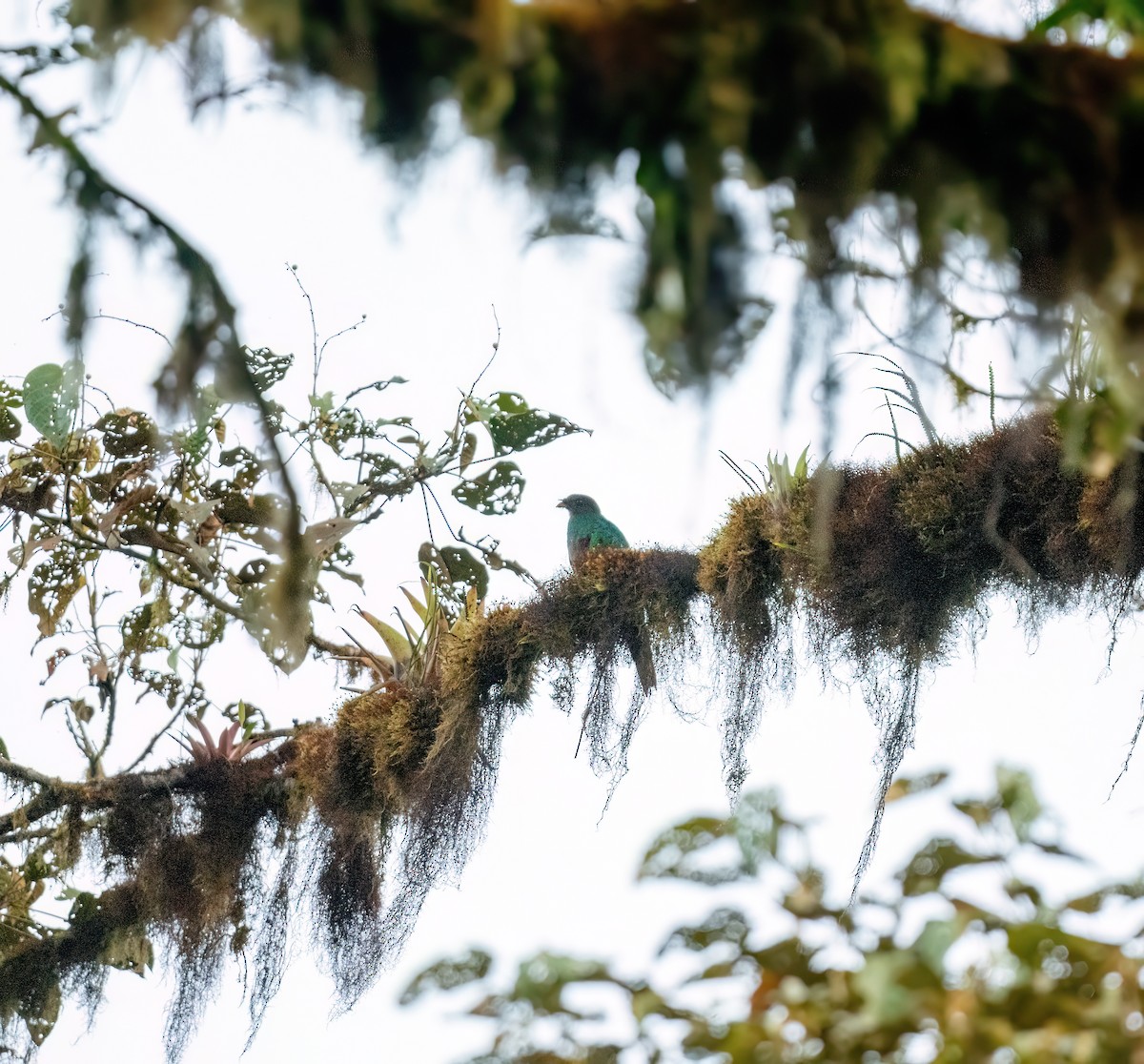 Crested Quetzal - ML621191010