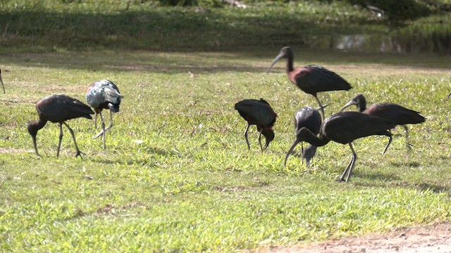 ibis hnědý - ML621191025