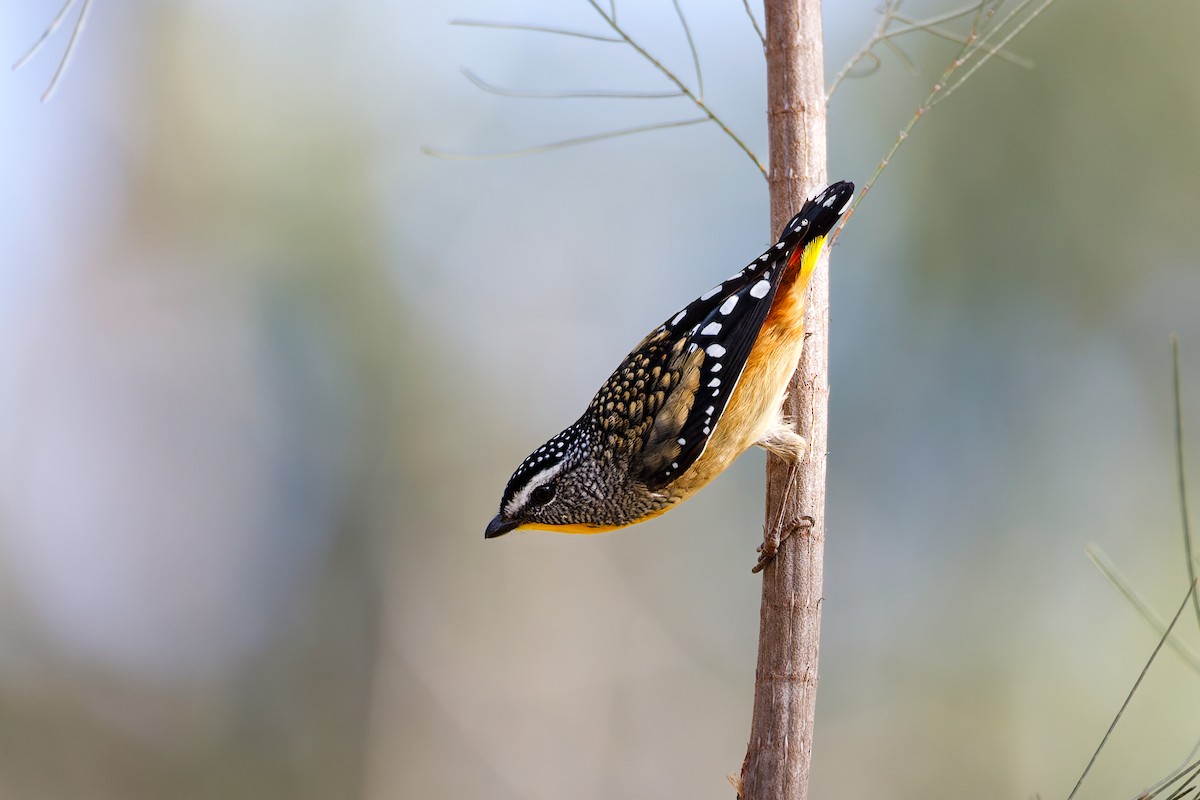 Spotted Pardalote - ML621191027