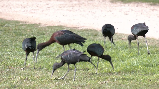 ibis hnědý - ML621191029