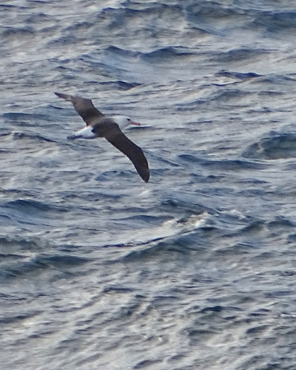 Чернобровый альбатрос - ML621191038