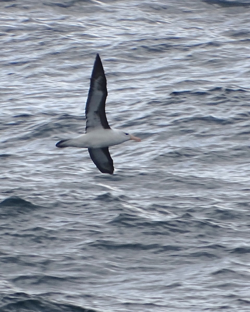 Albatros à sourcils noirs - ML621191040