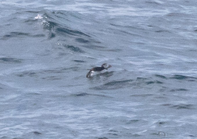 Atlantic Puffin - ML621191047