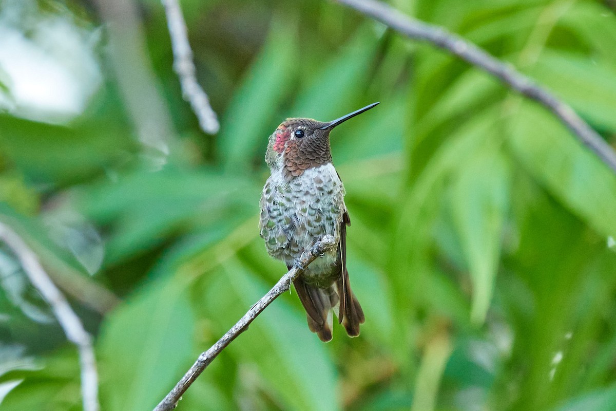 Anna's Hummingbird - ML621191072
