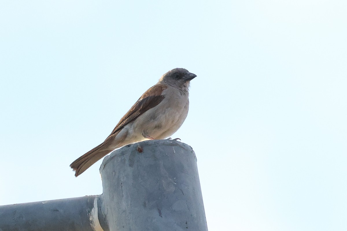 Northern Gray-headed Sparrow - ML621191083