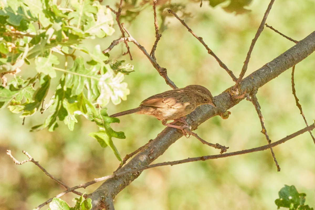 Rufous-crowned Sparrow - ML621191086