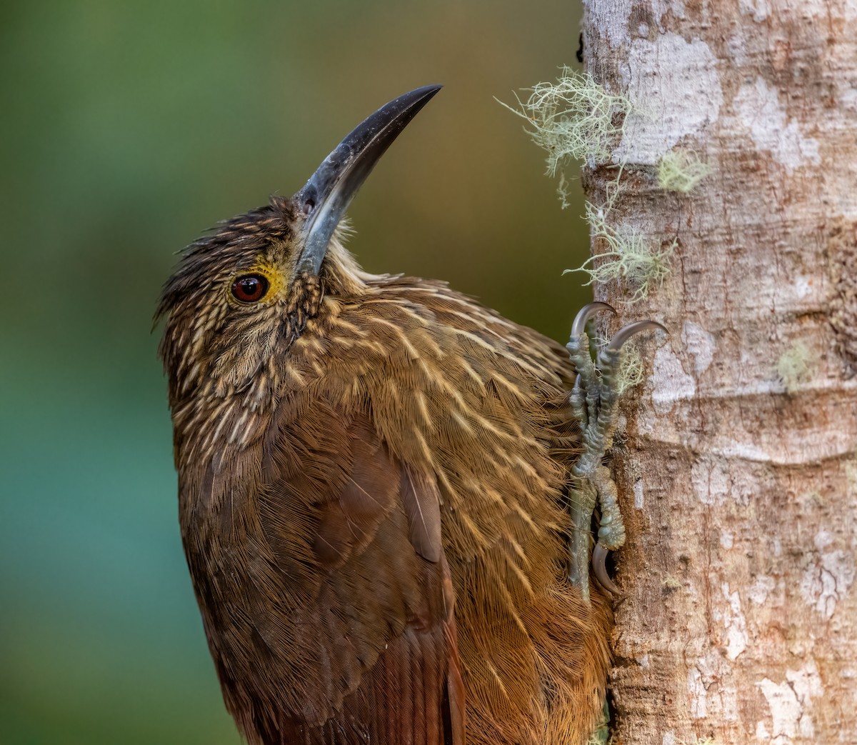 Strong-billed Woodcreeper (Andean/Northern) - ML621191105