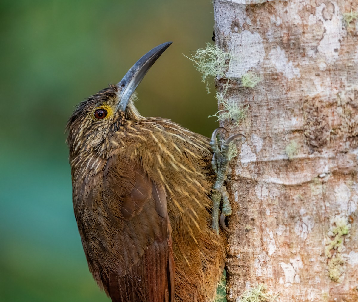 Strong-billed Woodcreeper (Andean/Northern) - ML621191106