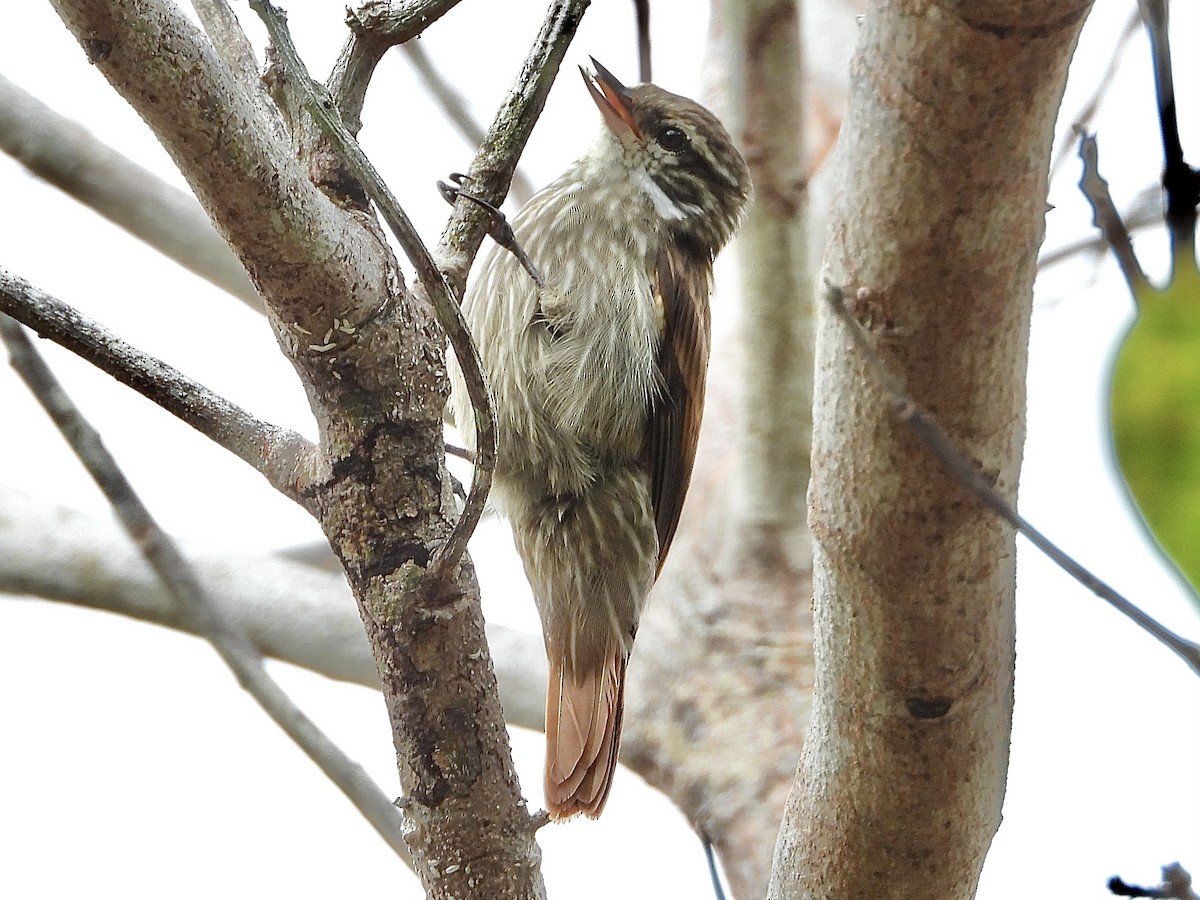 Slender-billed Xenops - ML621191115