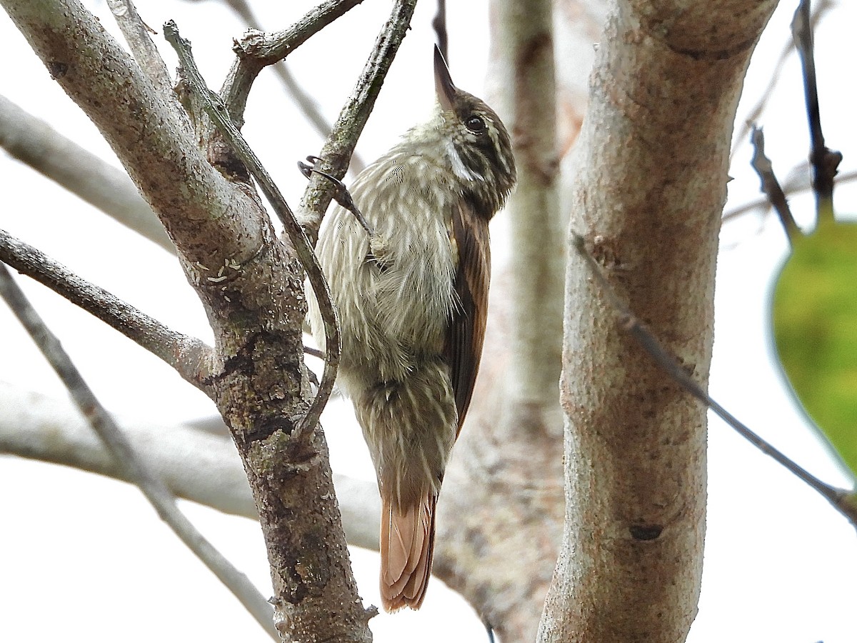 Slender-billed Xenops - ML621191116