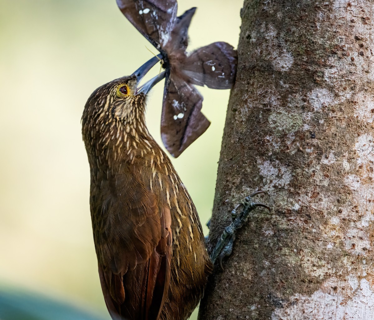 Strong-billed Woodcreeper (Andean/Northern) - ML621191126