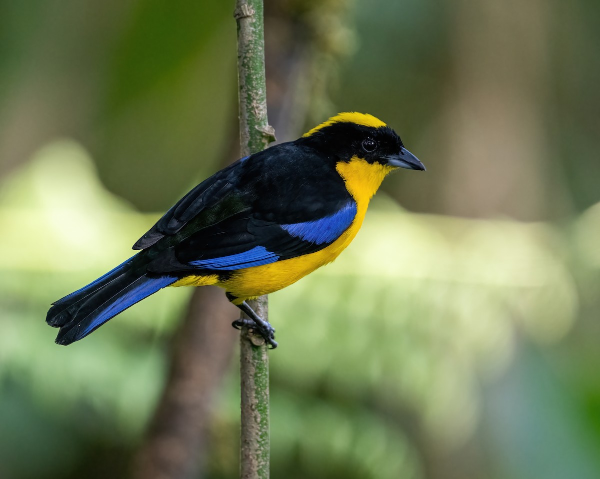 Blue-winged Mountain Tanager (Blue-winged) - ML621191186
