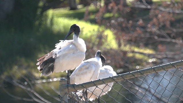 Ibis à cou noir - ML621191231