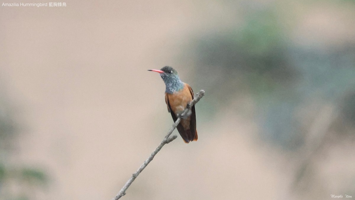 Amazilia Hummingbird - ML621191239