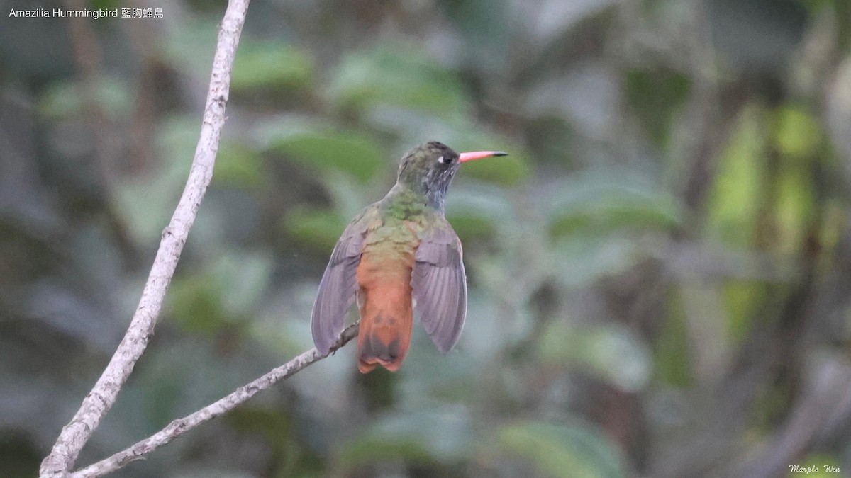 kolibřík Amazilin - ML621191240