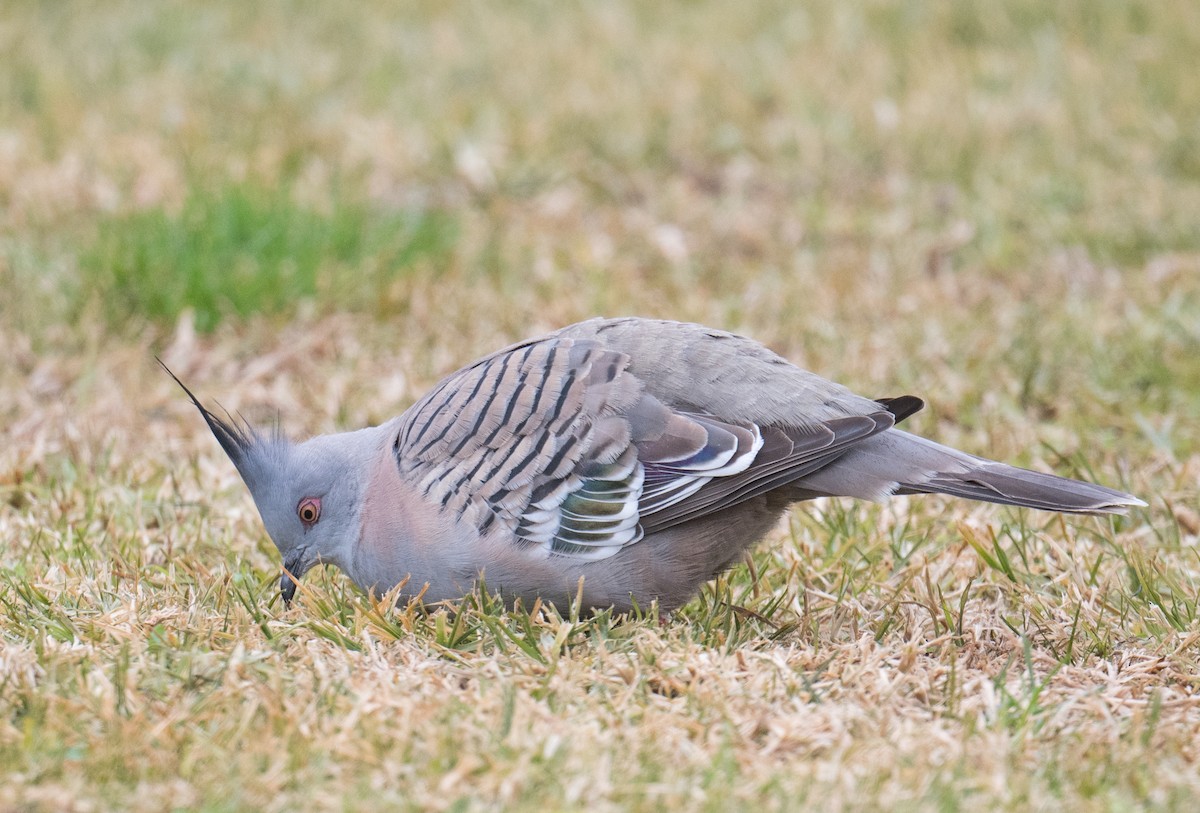 Crested Pigeon - ML621191244