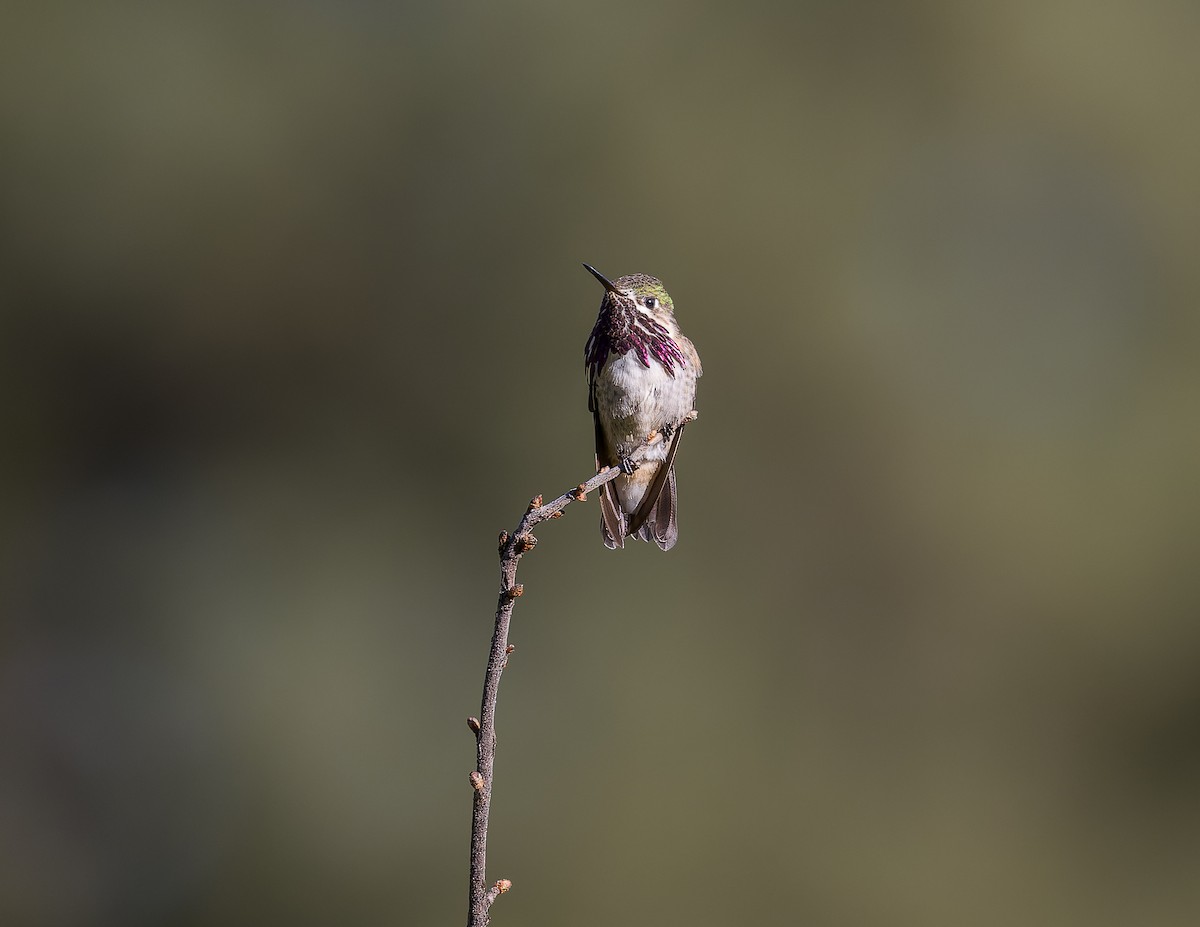 Calliope Hummingbird - ML621191262