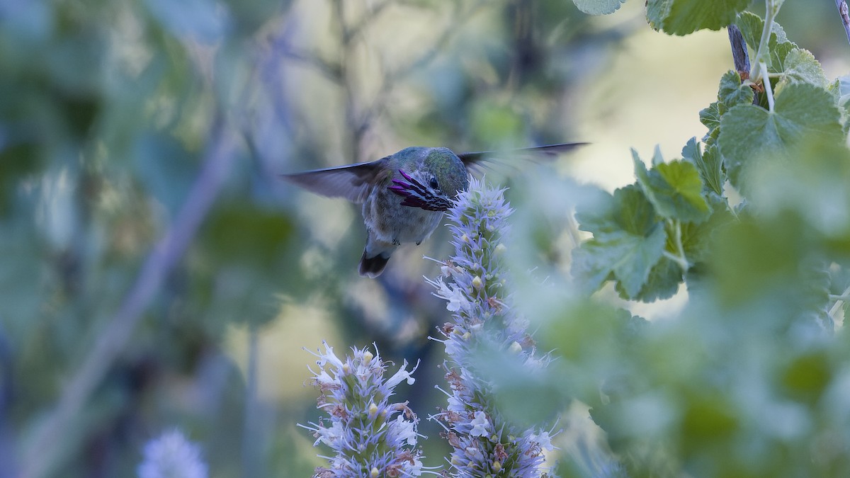 Calliope Hummingbird - ML621191264