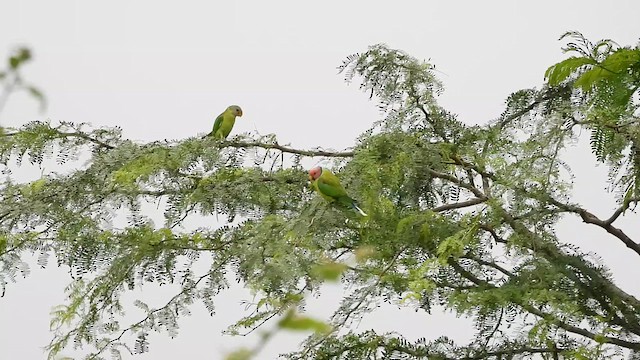 Plum-headed Parakeet - ML621191270