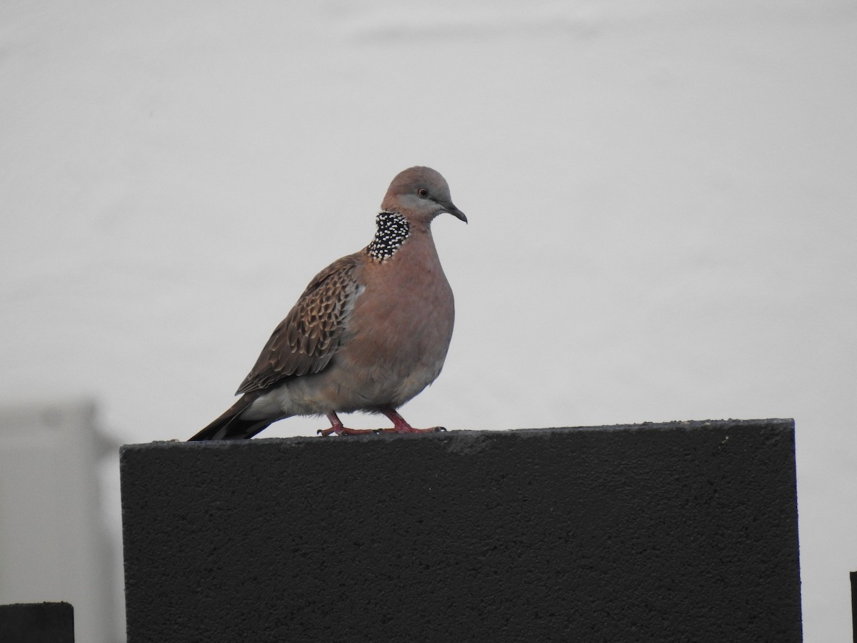 Spotted Dove - ML621191281