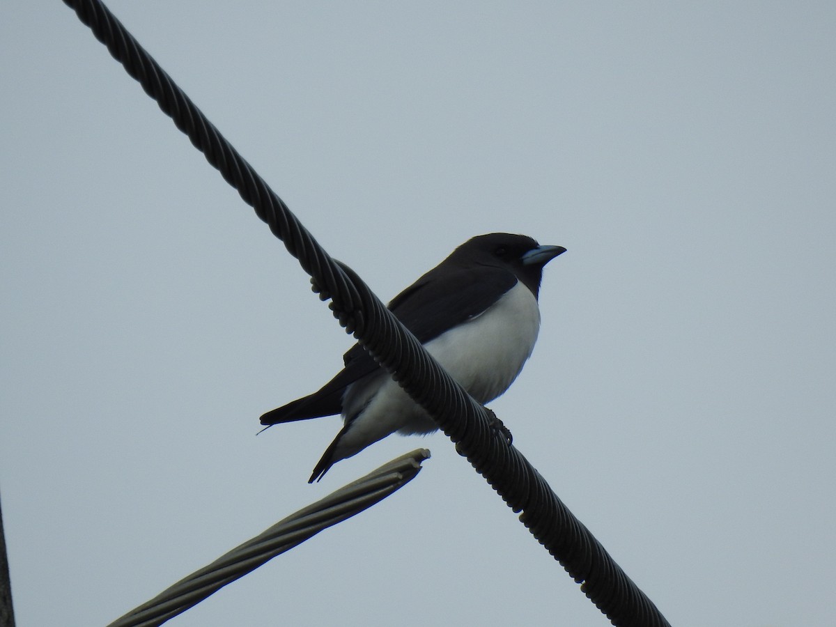 White-breasted Woodswallow - ML621191287