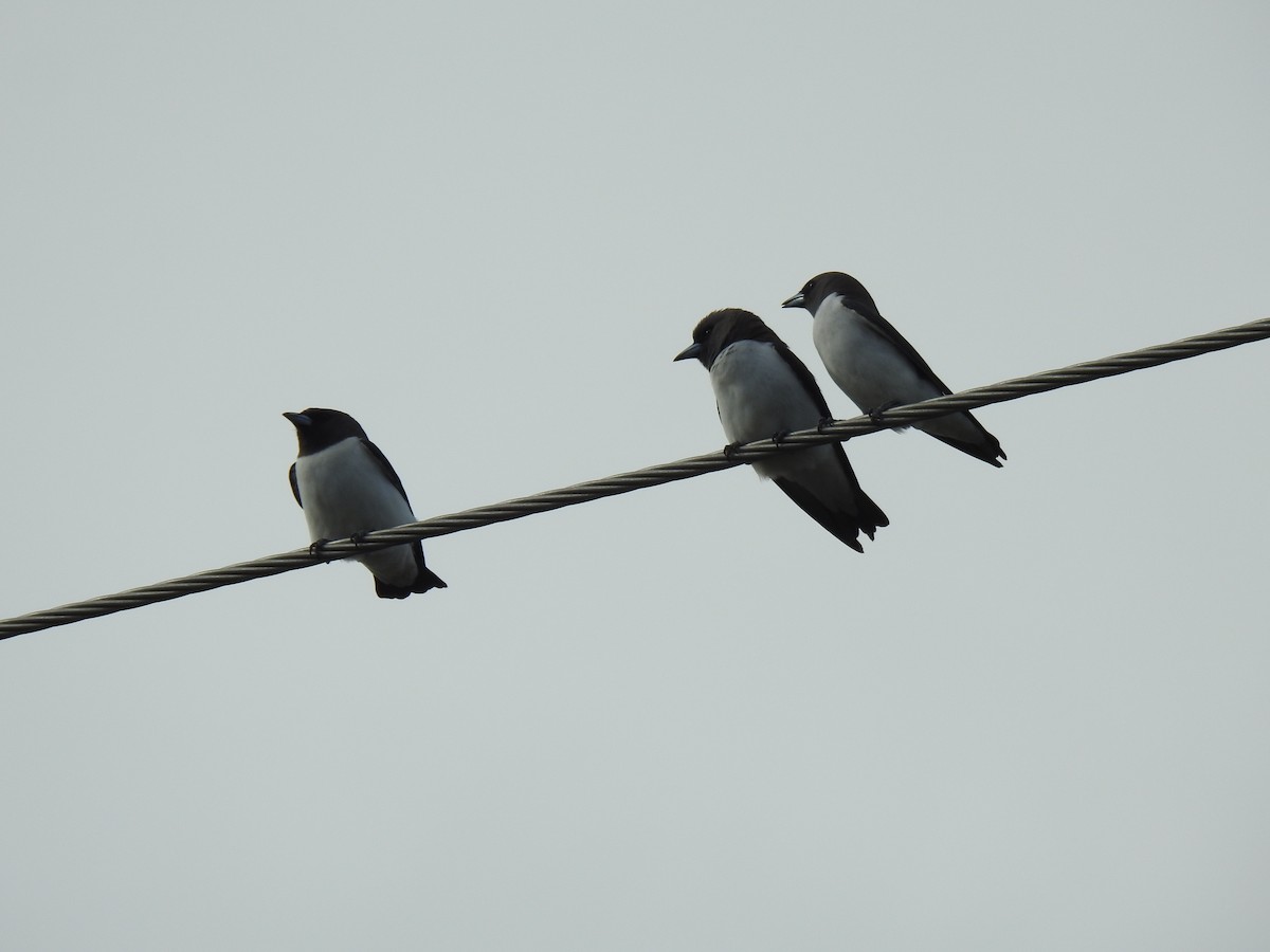 White-breasted Woodswallow - ML621191292