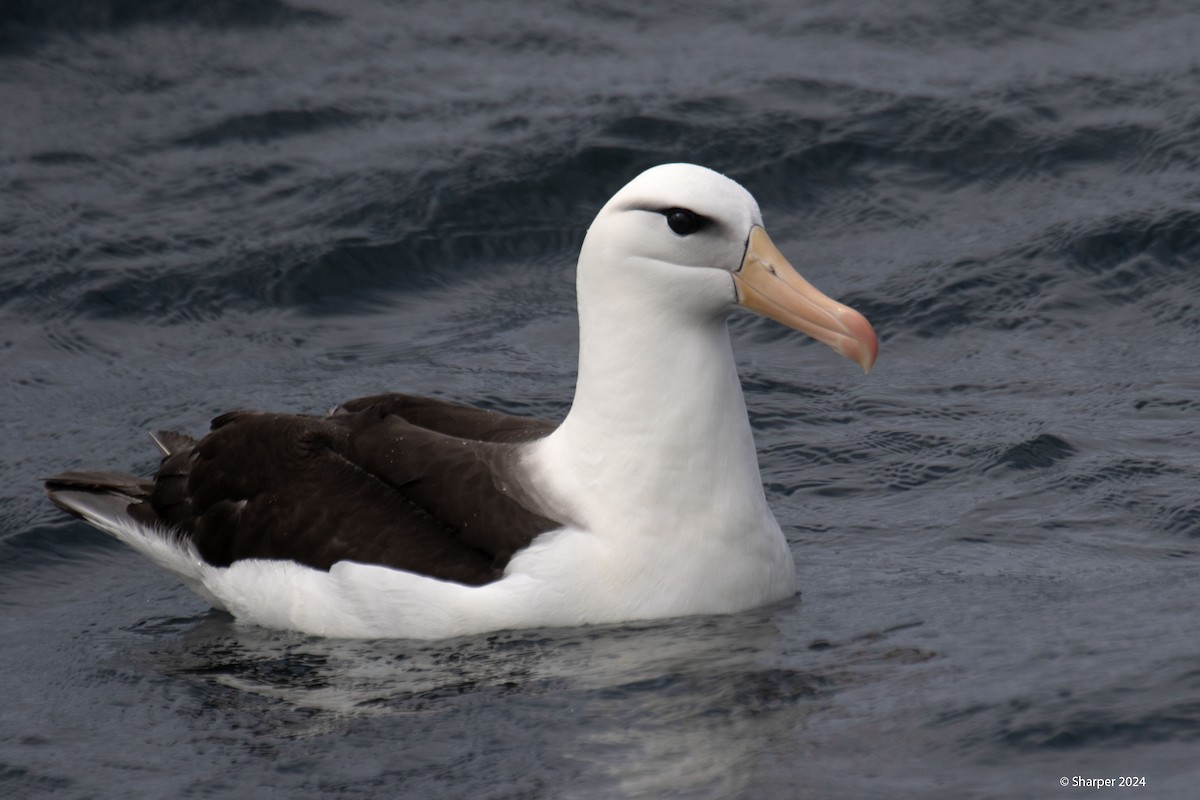 albatros černobrvý (ssp. melanophris) - ML621191306