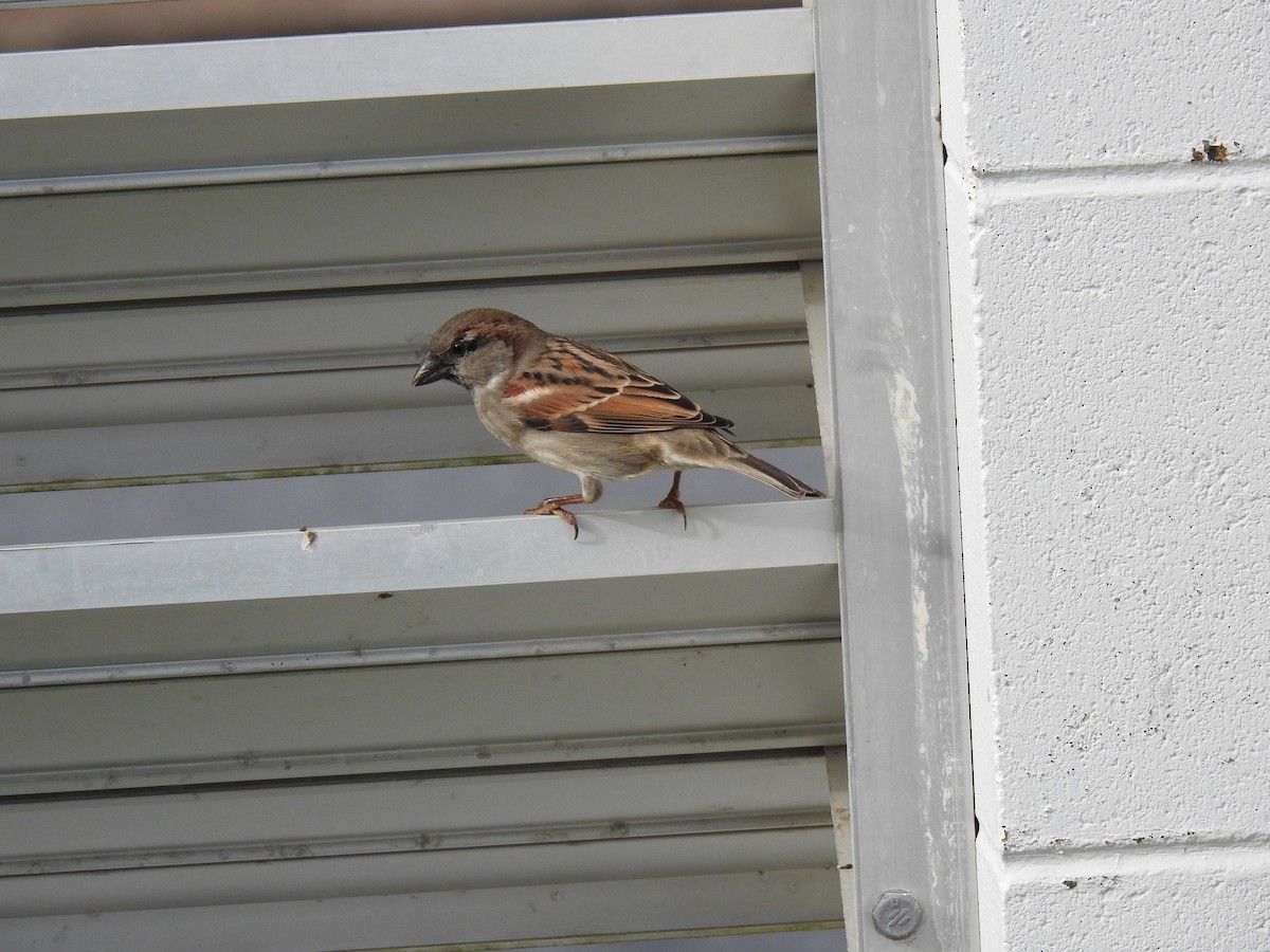 House Sparrow - ML621191307