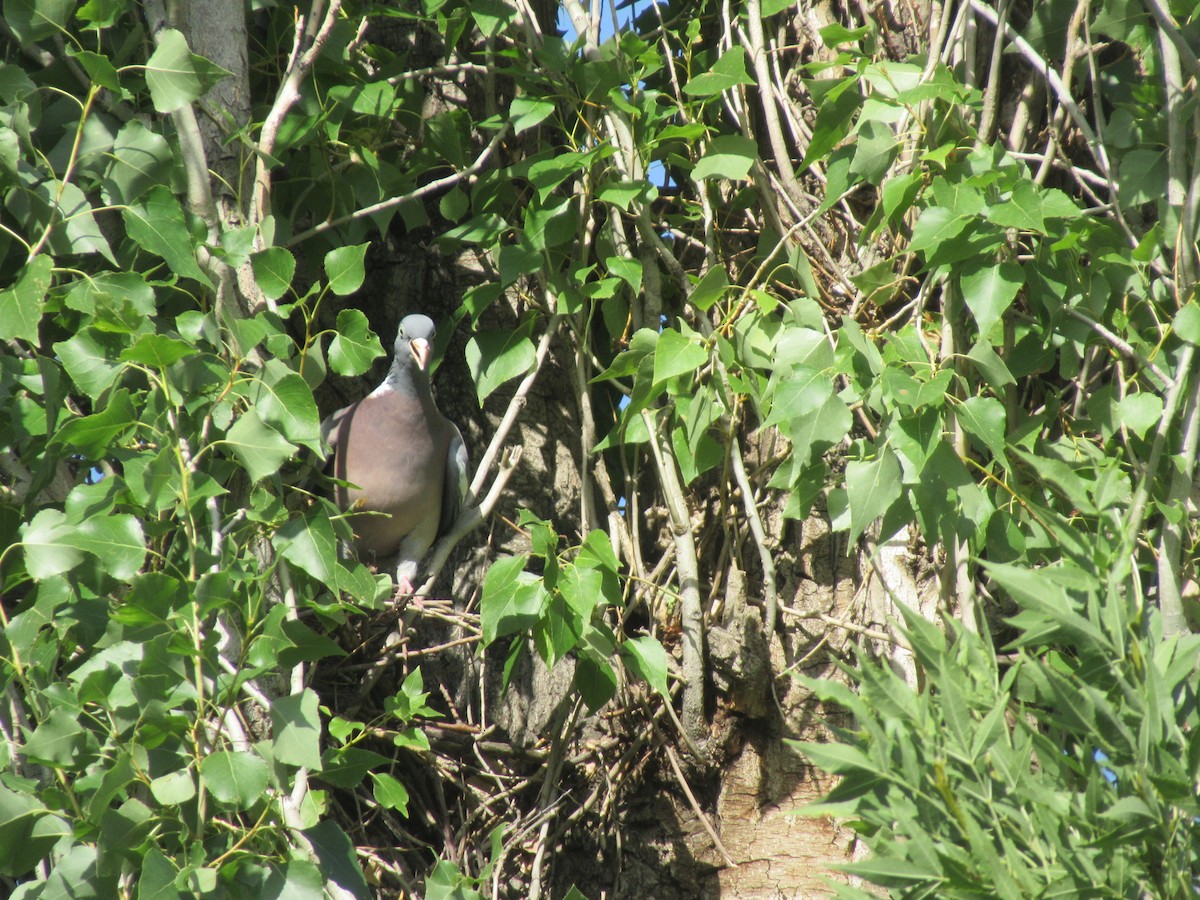 Common Wood-Pigeon - ML621191341