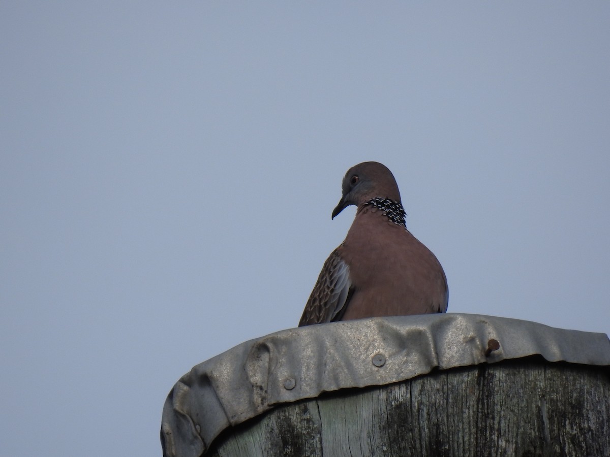 Spotted Dove - ML621191345