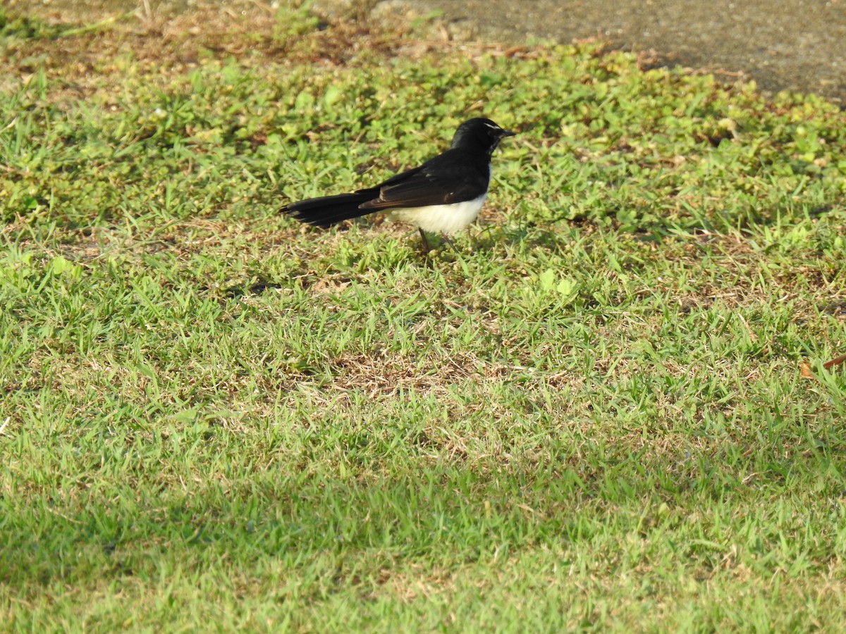 Willie-wagtail - ML621191350
