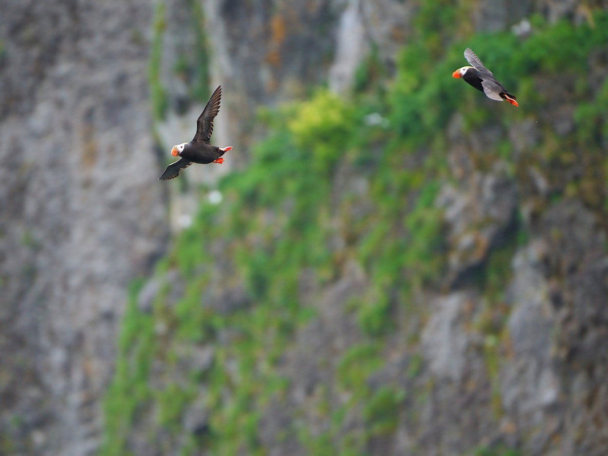 Tufted Puffin - ML621191355