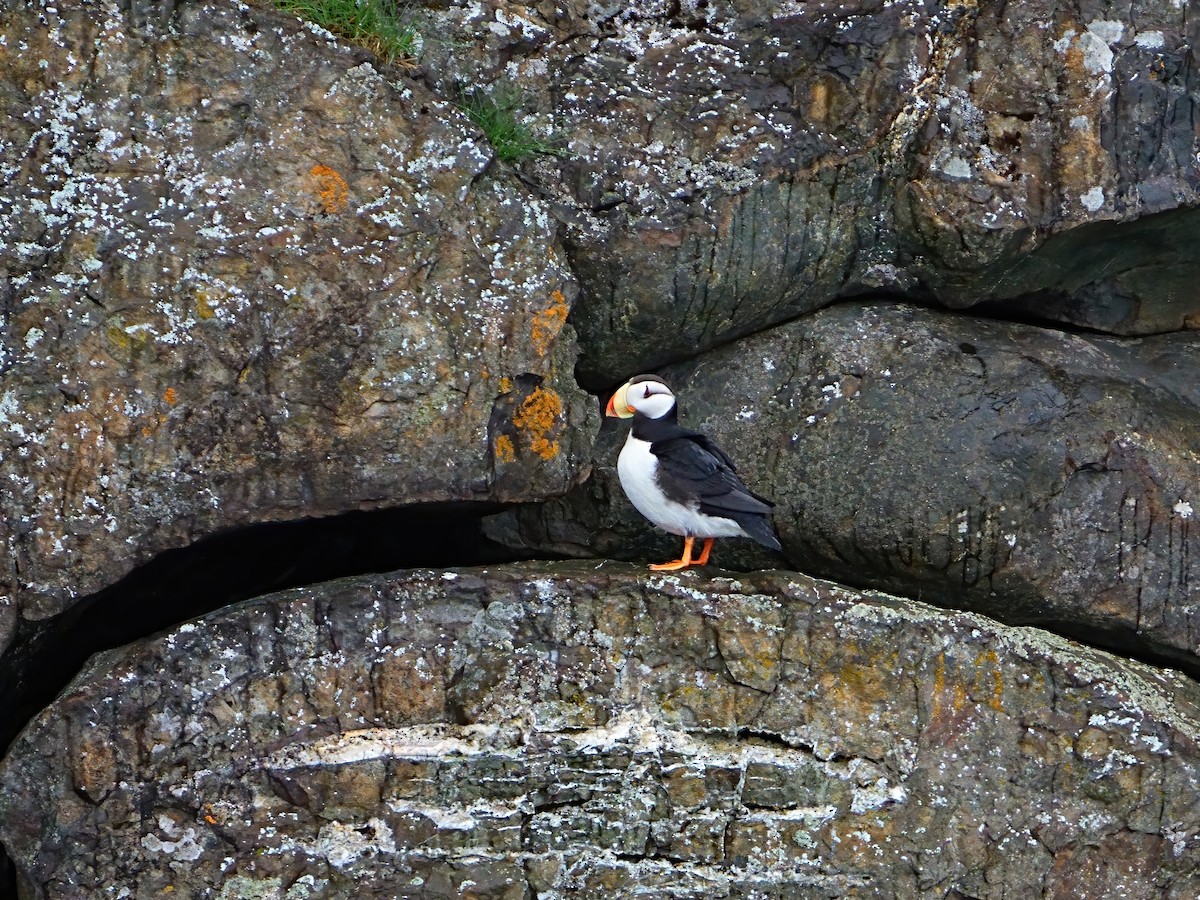 Horned Puffin - ML621191362