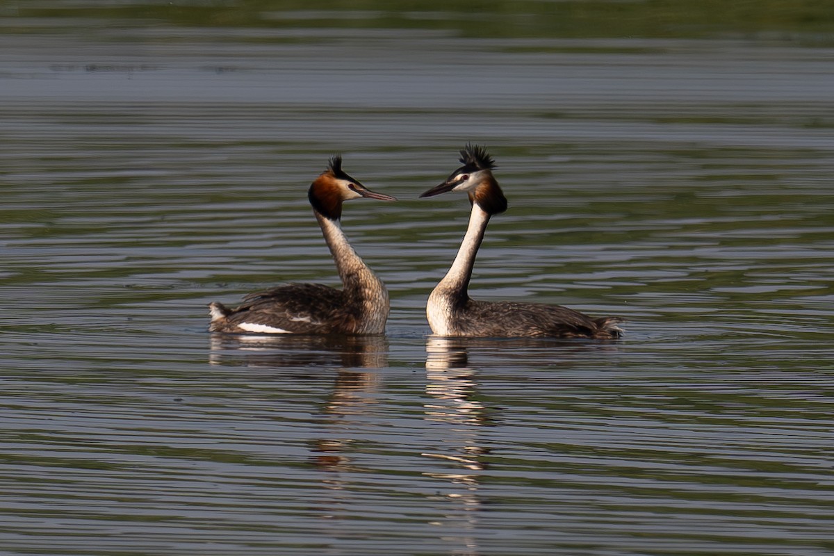 Great Crested Grebe - ML621191369