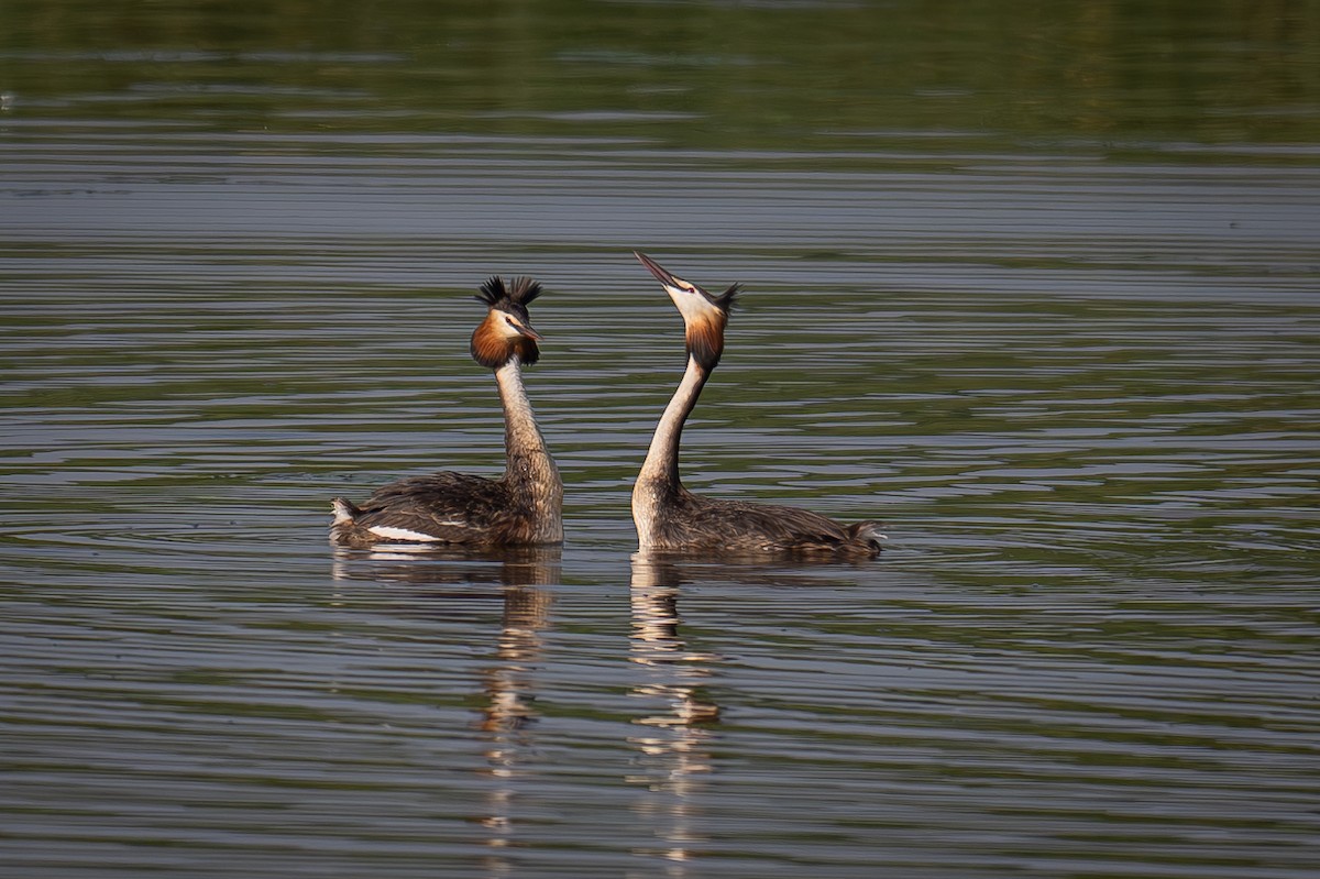 Great Crested Grebe - ML621191370