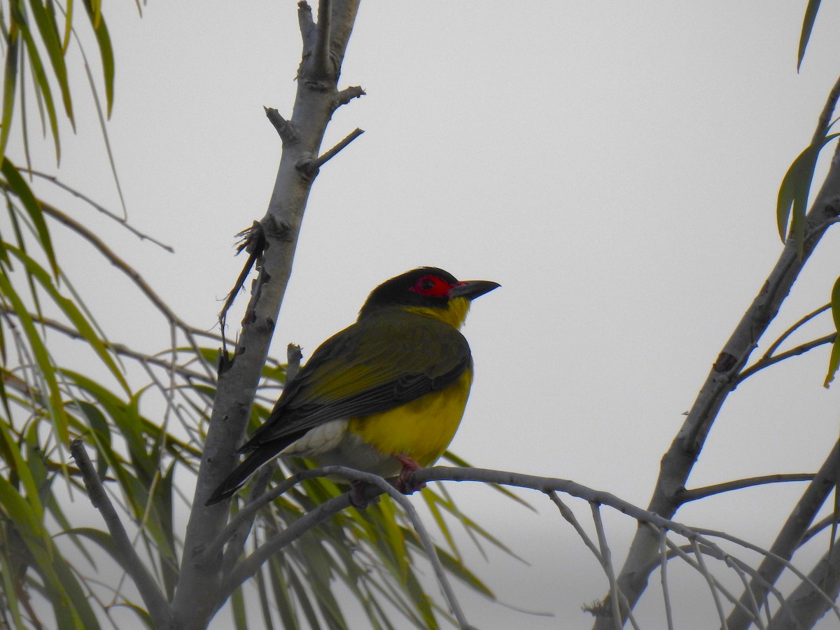 Australasian Figbird - ML621191375
