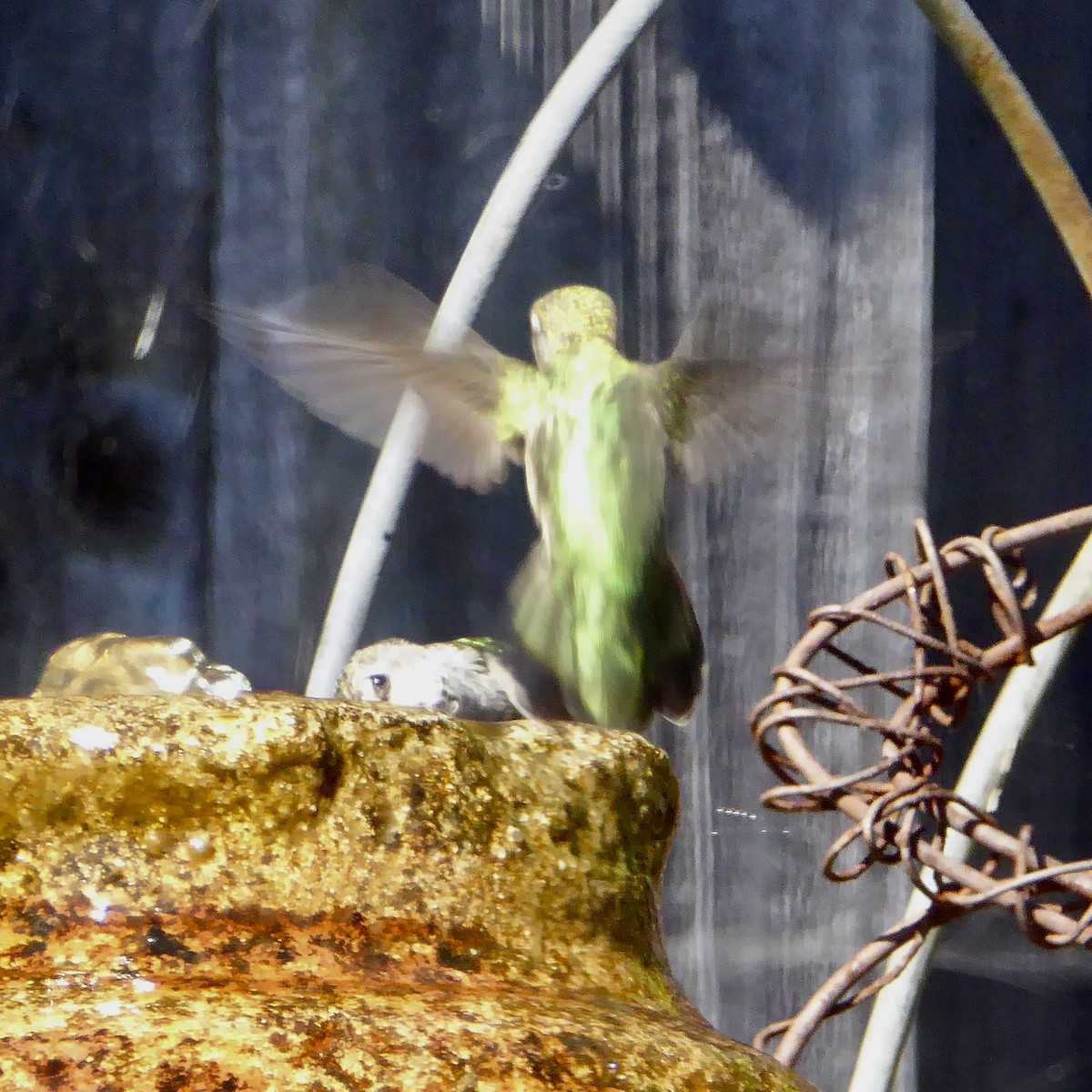 Anna's Hummingbird - ML621191377