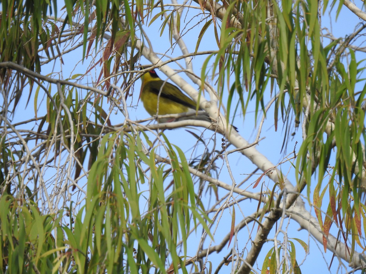 Australasian Figbird - ML621191382